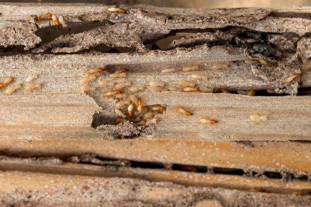 Pest Prevention Services in Chase City, VA